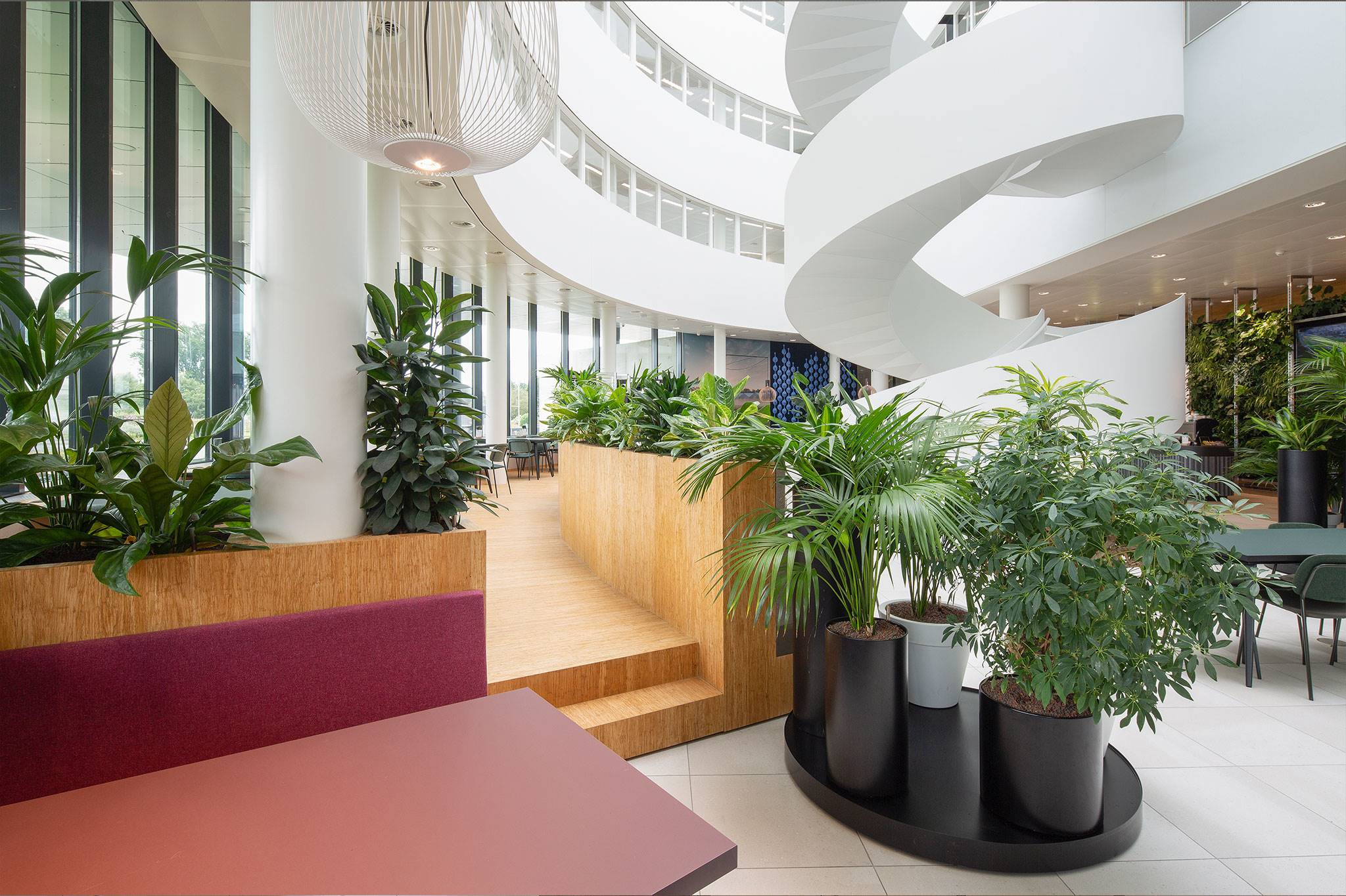 Deze kantoorplanten zorgen voor een gezond binnenklimaat voor Royal Flora Holland