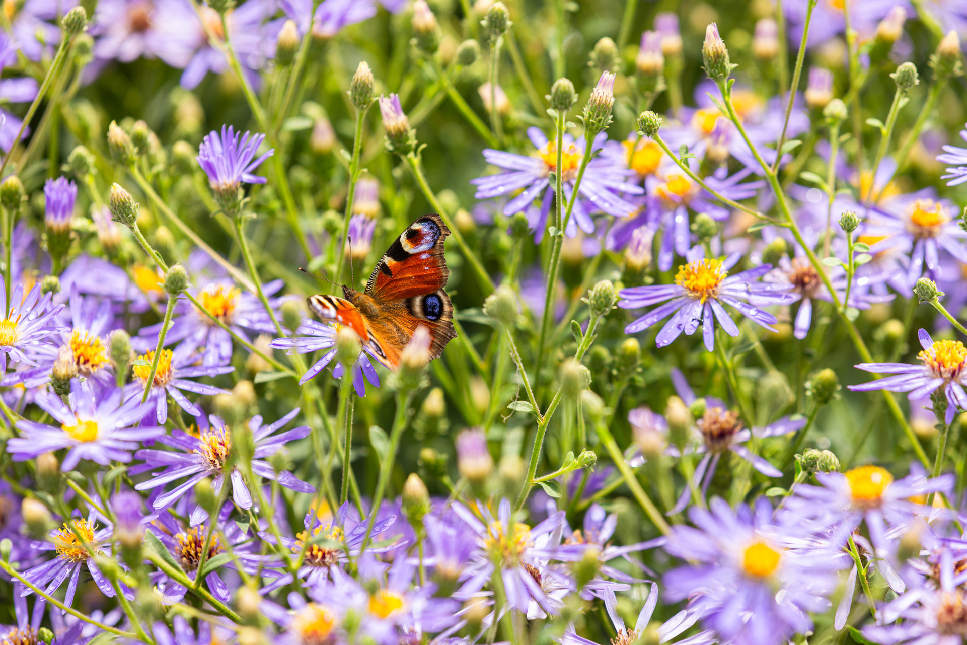 Kaasteelpark Coevorden (58)