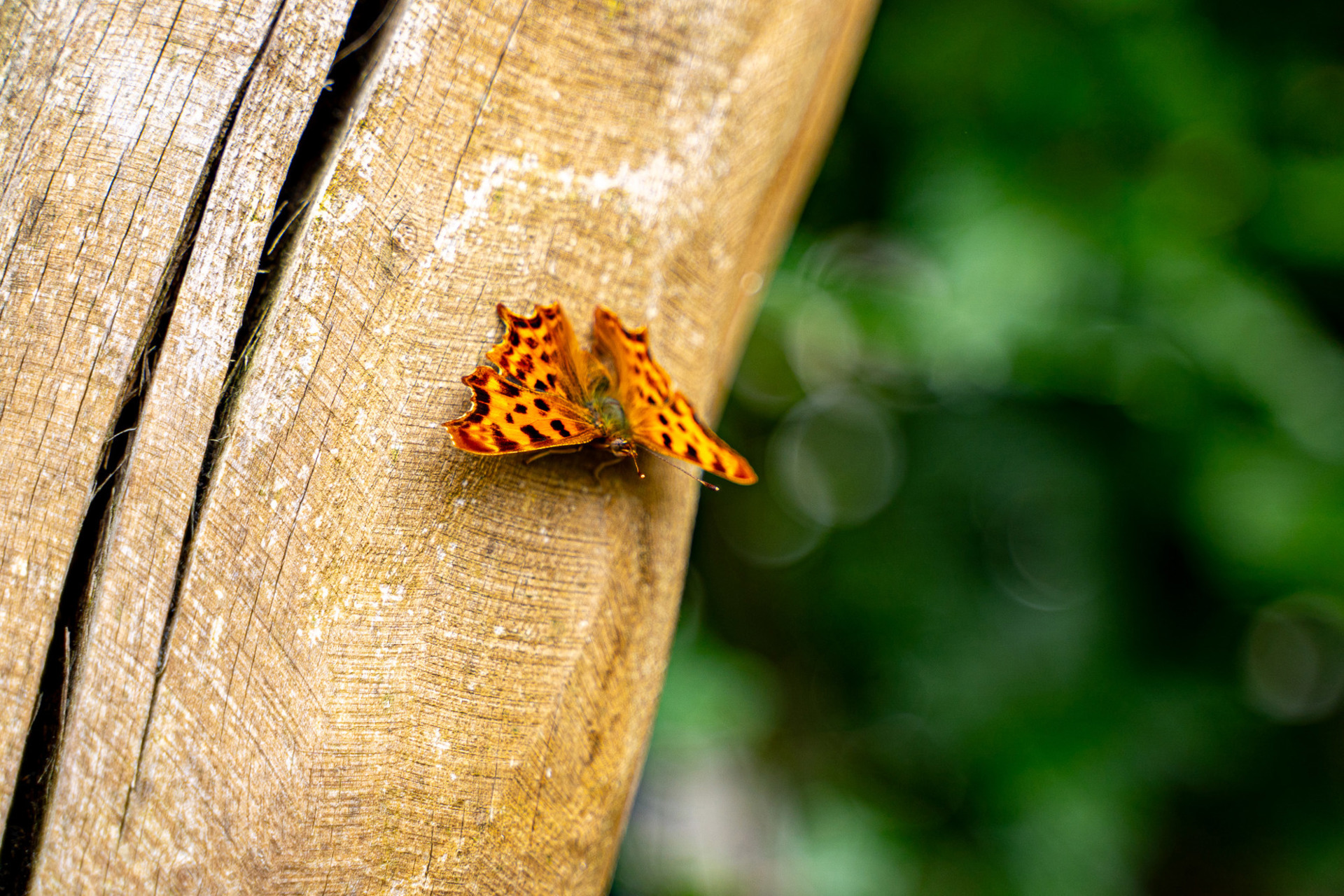 Haren Visio De Heukelom (7)