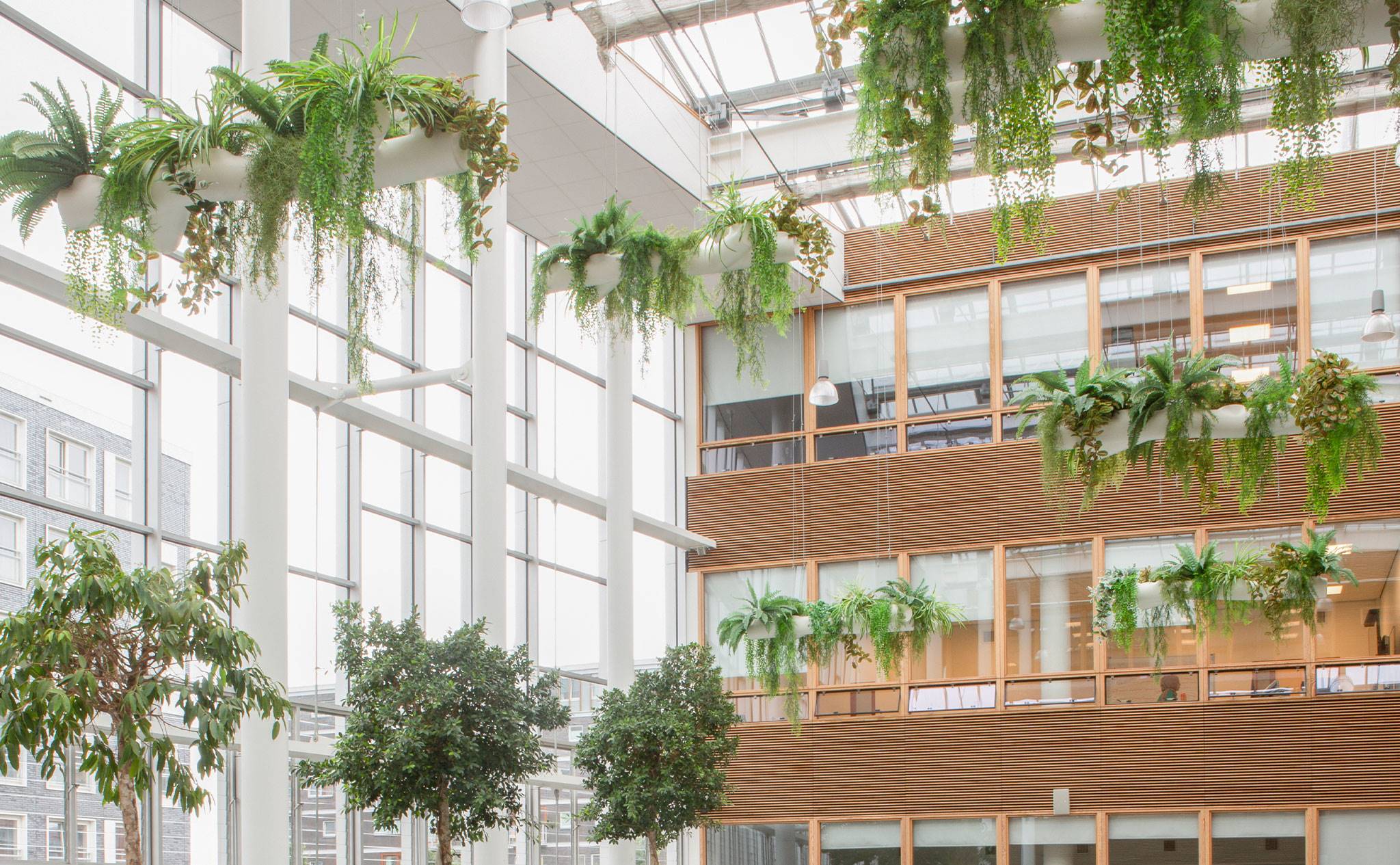 Hogeschool van Amsterdam, Fraijlemaborg - We hebben dit groen aangelegd op deze school met als achterliggende gedachte om de leerprestaties van de studenten te verbeteren.