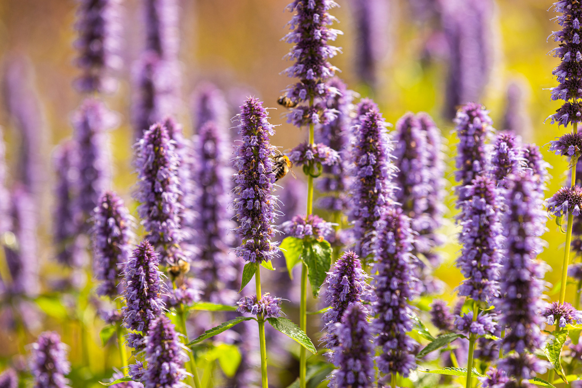 Kaasteelpark Coevorden (55)